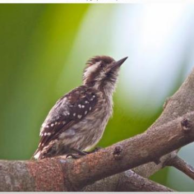 Sunda Pygmy Woodpeckeer